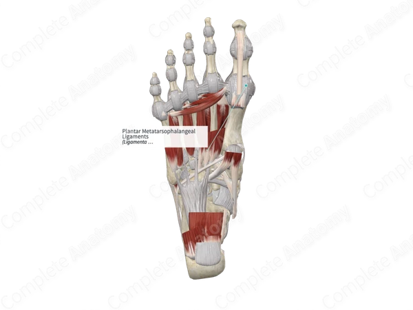 Plantar Metatarsophalangeal Ligaments
