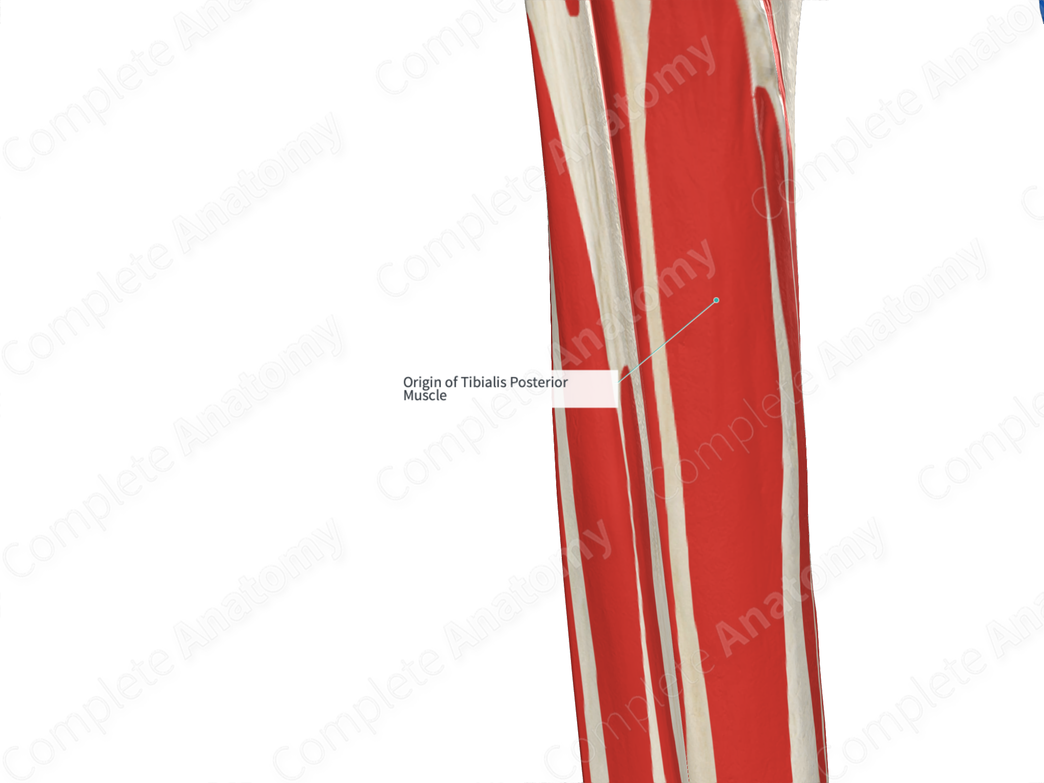 Origin Of Tibialis Posterior Muscle Complete Anatomy