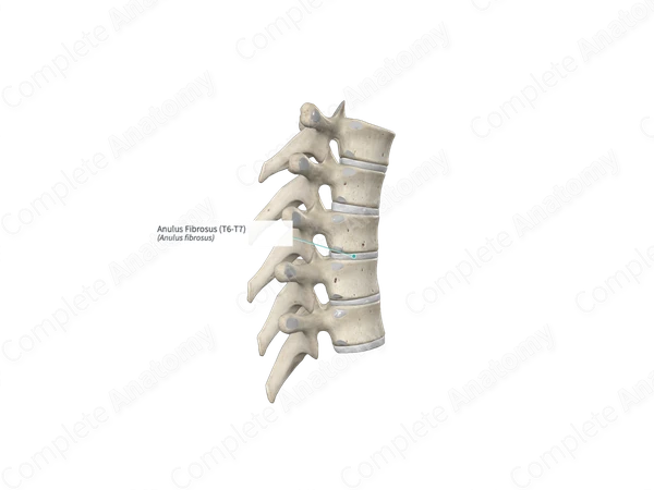 Anulus Fibrosus (T6-T7)
