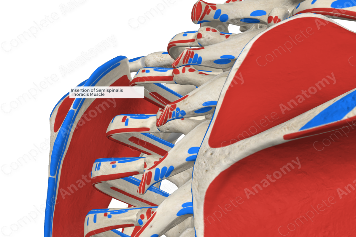 Insertion of Semispinalis Thoracis Muscle