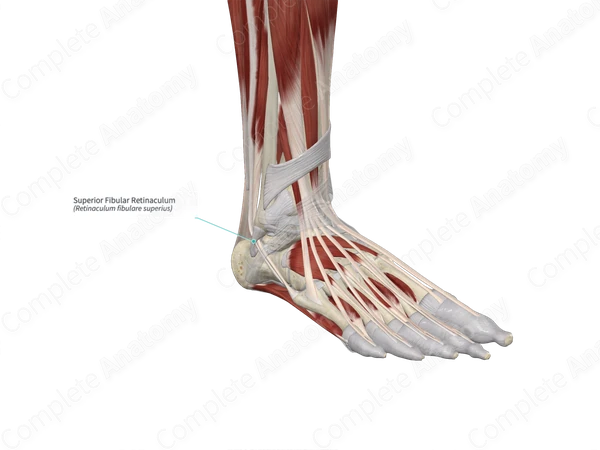 Superior Fibular Retinaculum