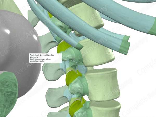 Pedicle of Second Lumbar Vertebra (Right)