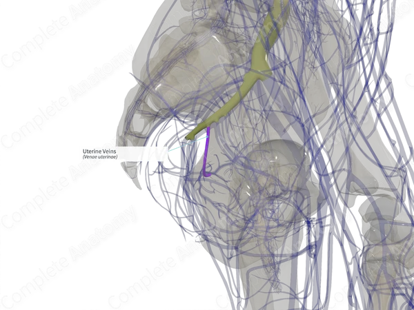 Uterine Veins (Left)
