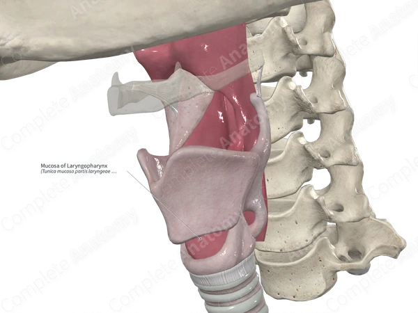 Mucosa of Laryngopharynx 