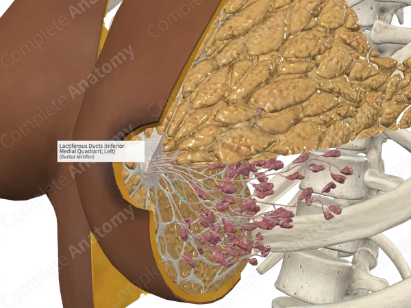 Lactiferous Ducts (Inferior Medial Quadrant; Left)