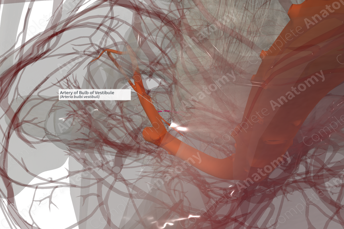 Artery of Bulb of Vestibule (Right)