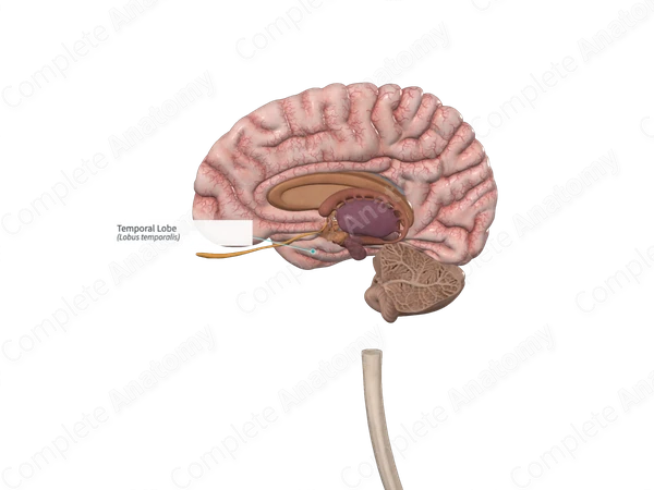 Temporal Lobe 