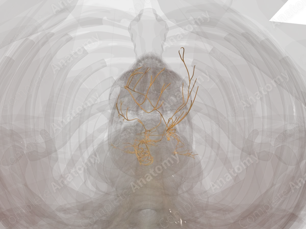 Thoracic Plexuses