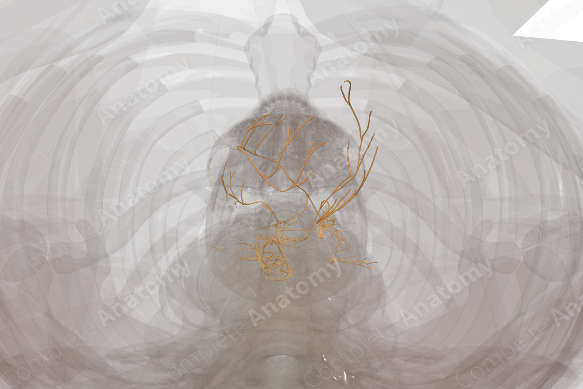 Thoracic Plexuses