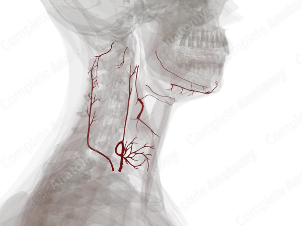 Arteries of Neck (Left)