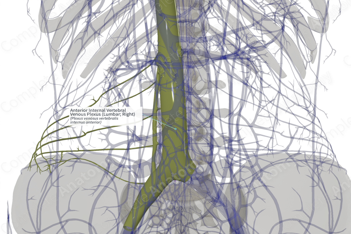 Anterior Internal Vertebral Venous Plexus (Lumbar; Right)