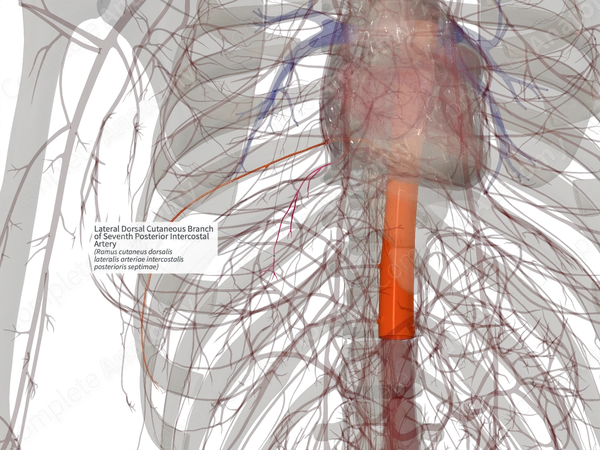 Lateral Dorsal Cutaneous Branch of Seventh Posterior Intercostal Artery (Right)