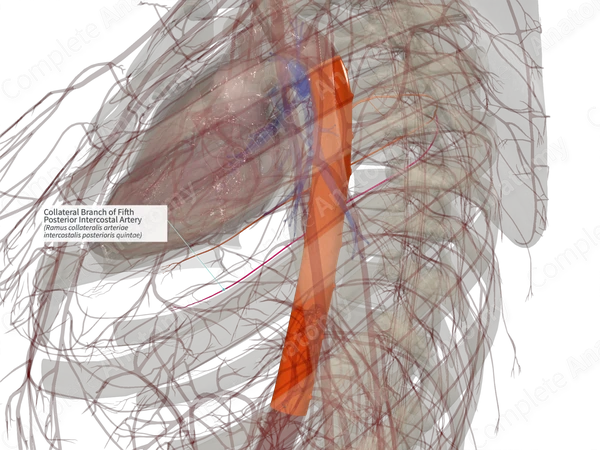Collateral Branch of Fifth Posterior Intercostal Artery (Left)