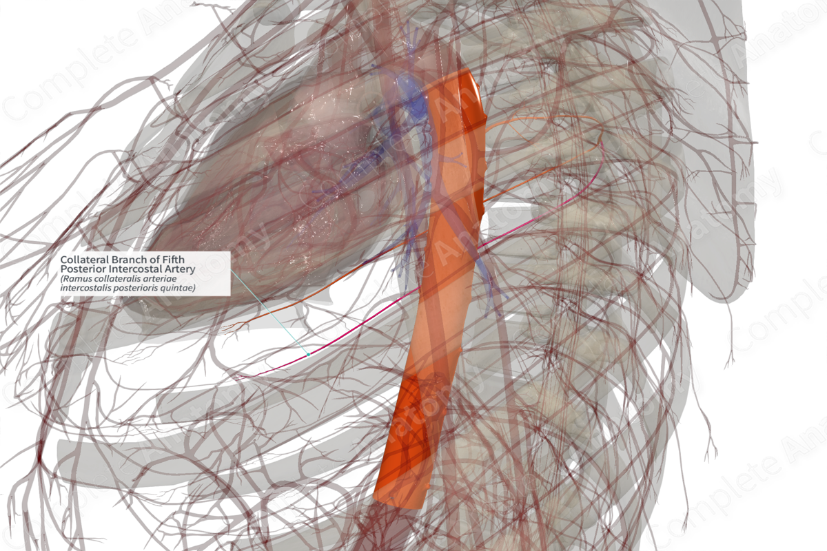 Collateral Branch of Fifth Posterior Intercostal Artery (Left)