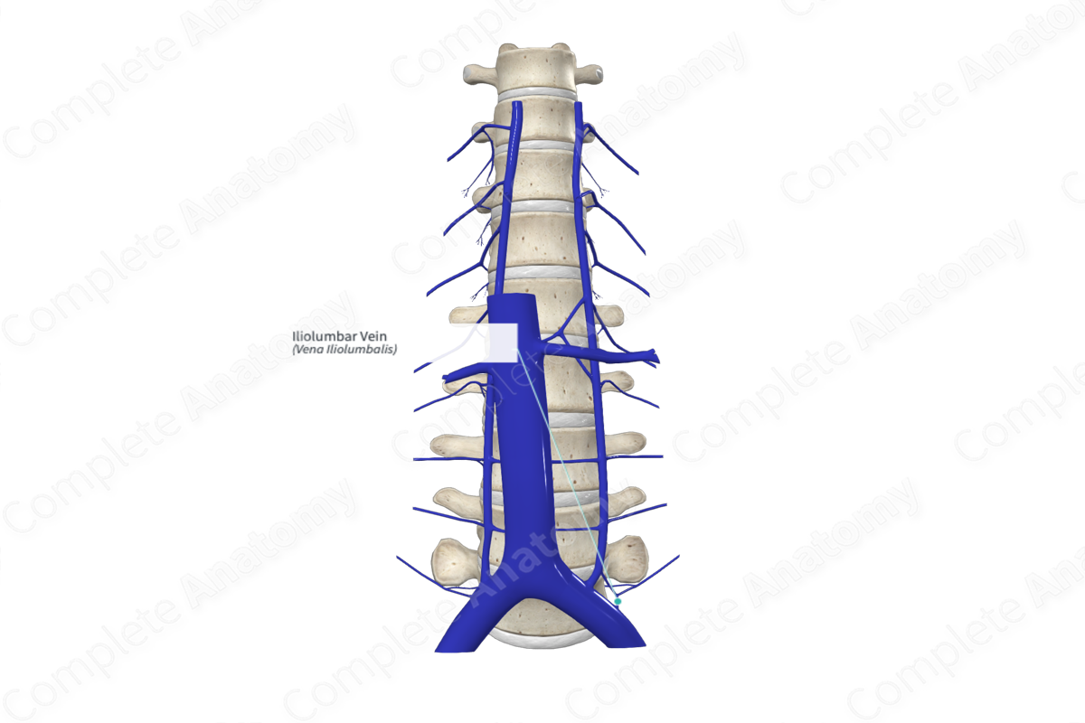 Iliolumbar Vein | Complete Anatomy