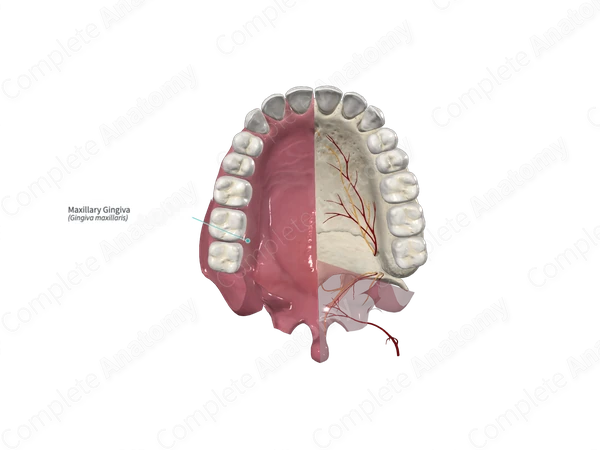 Maxillary Gingiva