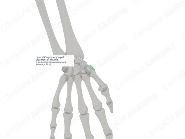 Lateral Carpometacarpal Ligament of Thumb (Right)
