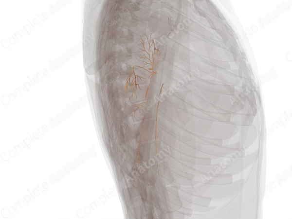 Nerves of Arm (Left)