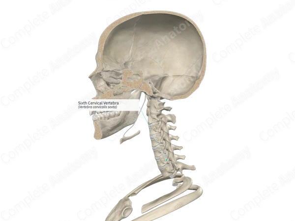 Sixth Cervical Vertebra