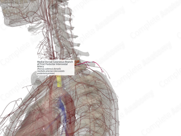 Medial Dorsal Cutaneous Branch of First Posterior Intercostal Artery (Left)