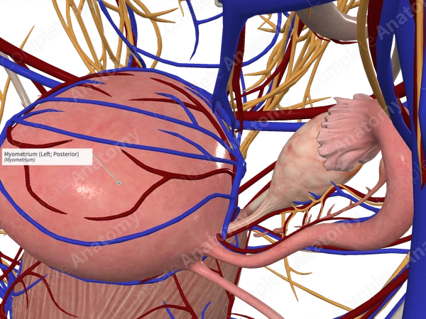 Myometrium (Left; Posterior)