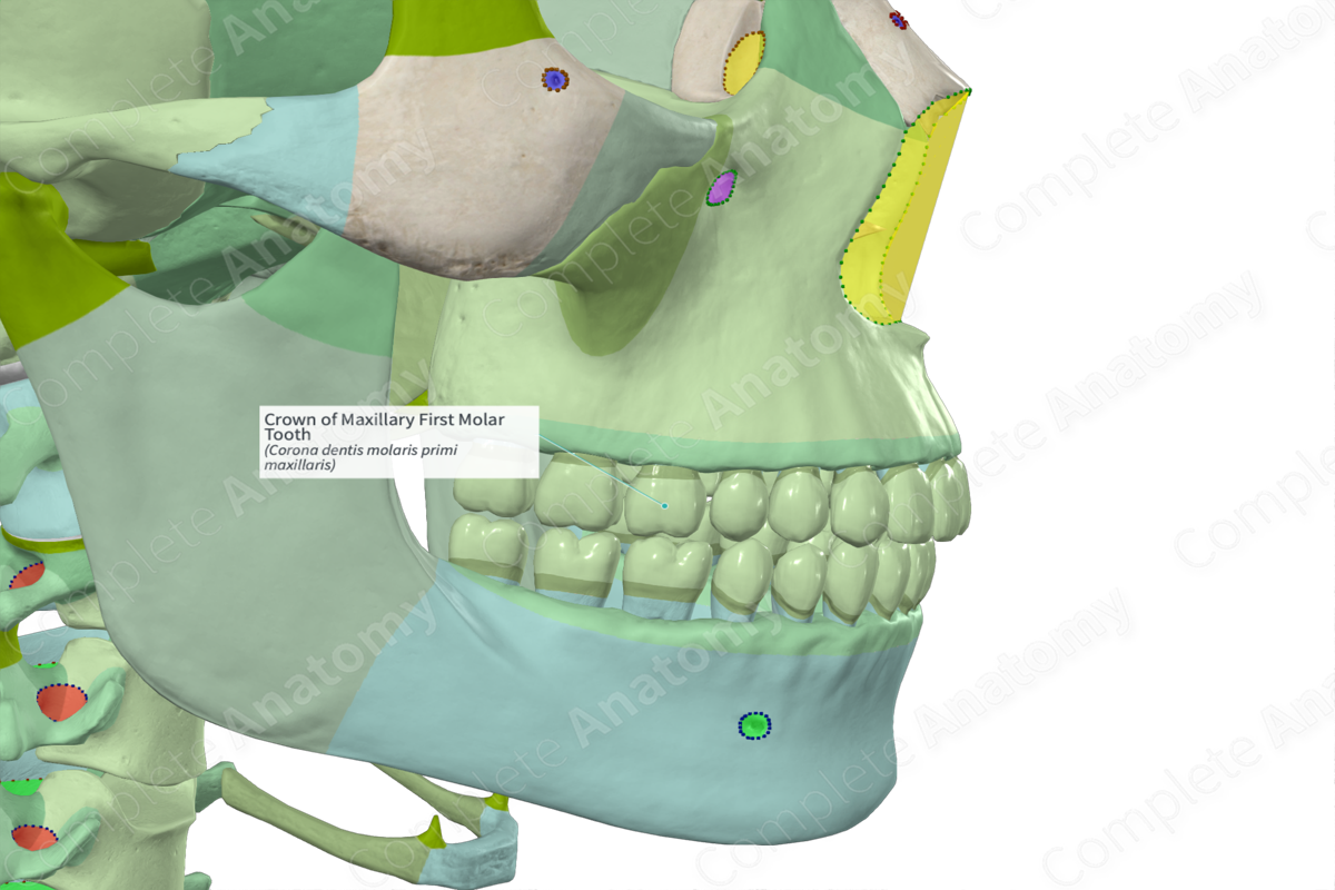 Crown of Maxillary First Molar Tooth