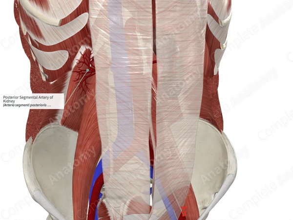 Posterior Segmental Artery of Kidney