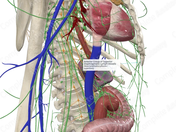 Anterior Group of Superior Diaphragmatic Lymph Vessels