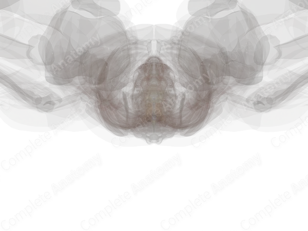 Posterior Spinal Veins