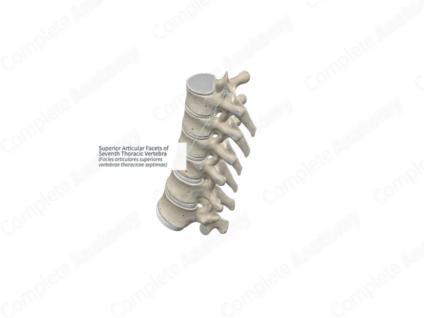 Superior Articular Facets of Seventh Thoracic Vertebra