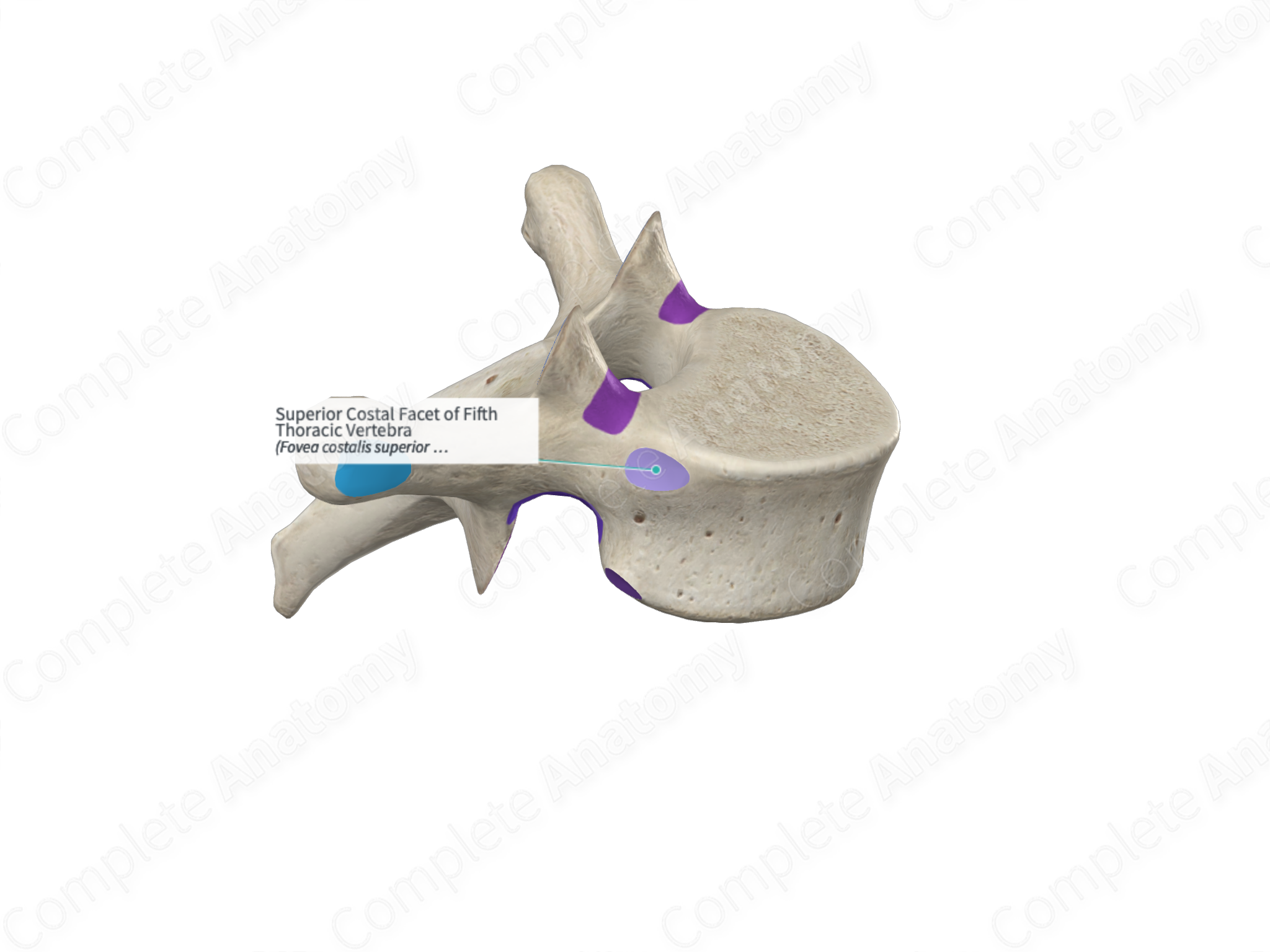 Superior Costal Facet Of Fifth Thoracic Vertebra Complete Anatomy 3795