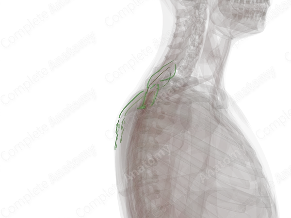 Lymph Vessels of Back