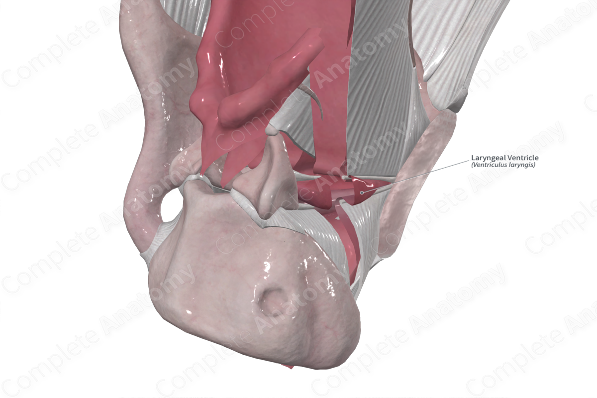 Laryngeal Ventricle 