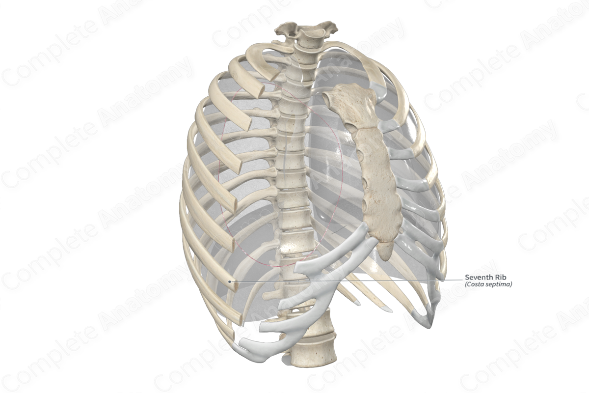 Seventh Rib Complete Anatomy