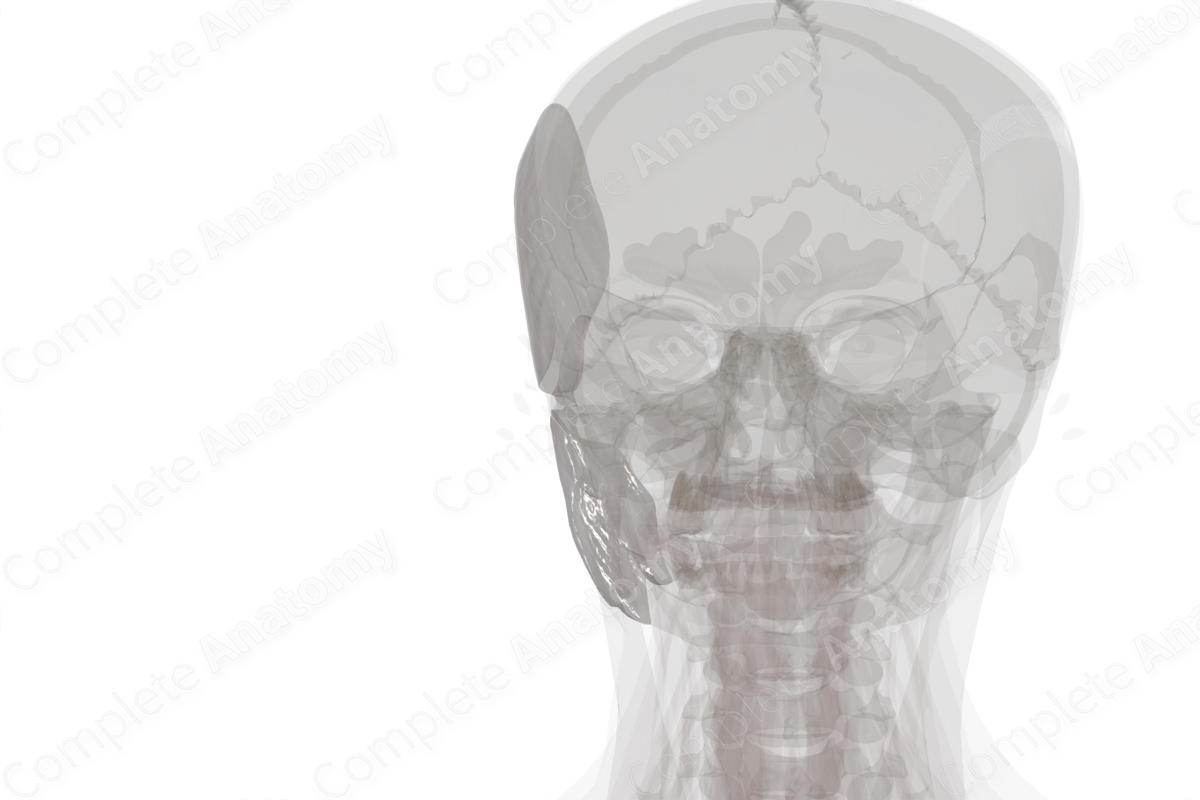 Deep Fascia of Head (Left)