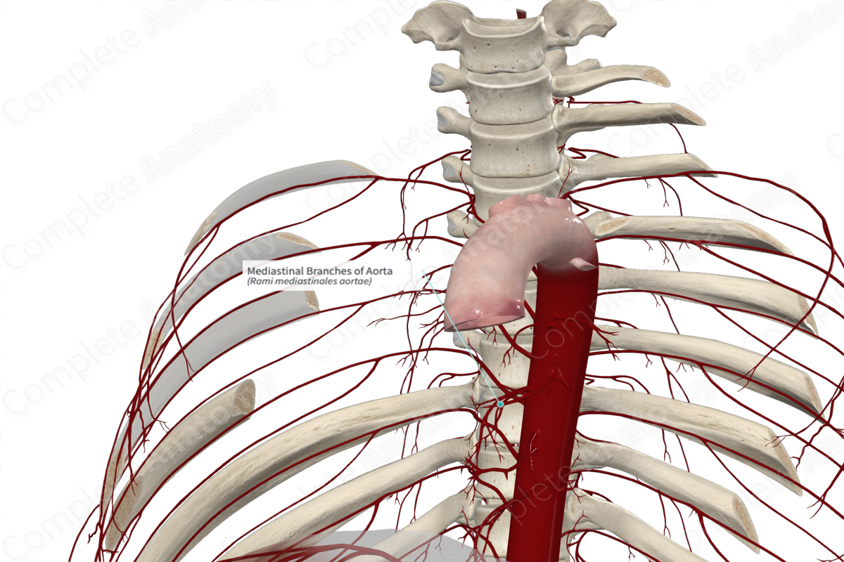 Medicine: Human anatomy, thorax (or chest), mediastinum showing aortic  arch, Stock Photo, Picture And Rights Managed Image. Pic. DAE-15005616