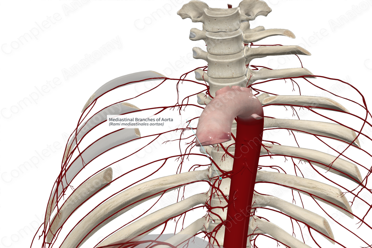 Mediastinal Branches of Aorta