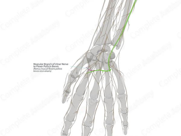 Muscular Branch of Ulnar Nerve to Flexor Pollicis Brevis (Left)