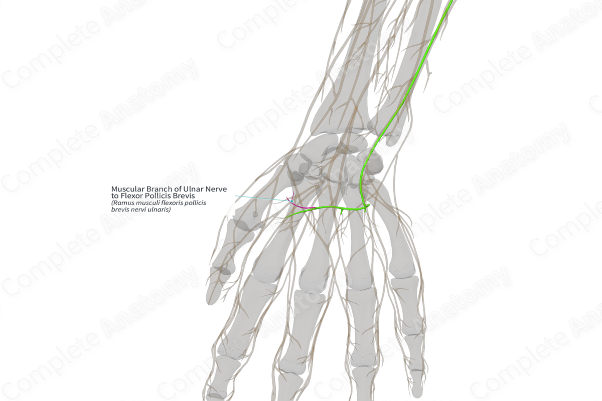 Muscular Branch of Ulnar Nerve to Flexor Pollicis Brevis (Left)