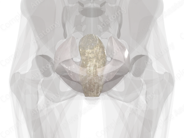 Pelvic Extraperitoneal Fasciae