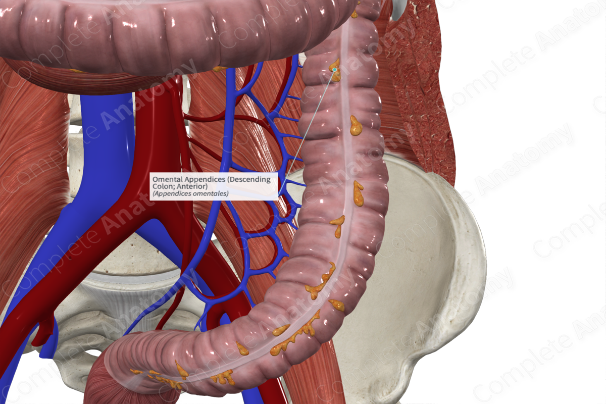 omental-appendices-descending-colon-anterior-complete-anatomy