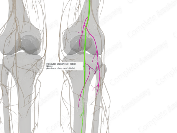 Muscular Branches of Tibial Nerve (Left)