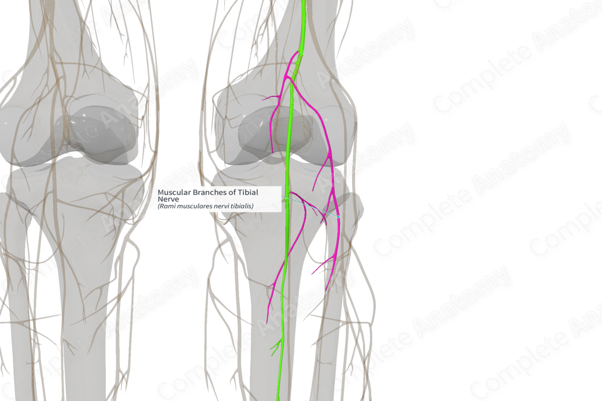Muscular Branches of Tibial Nerve (Left)