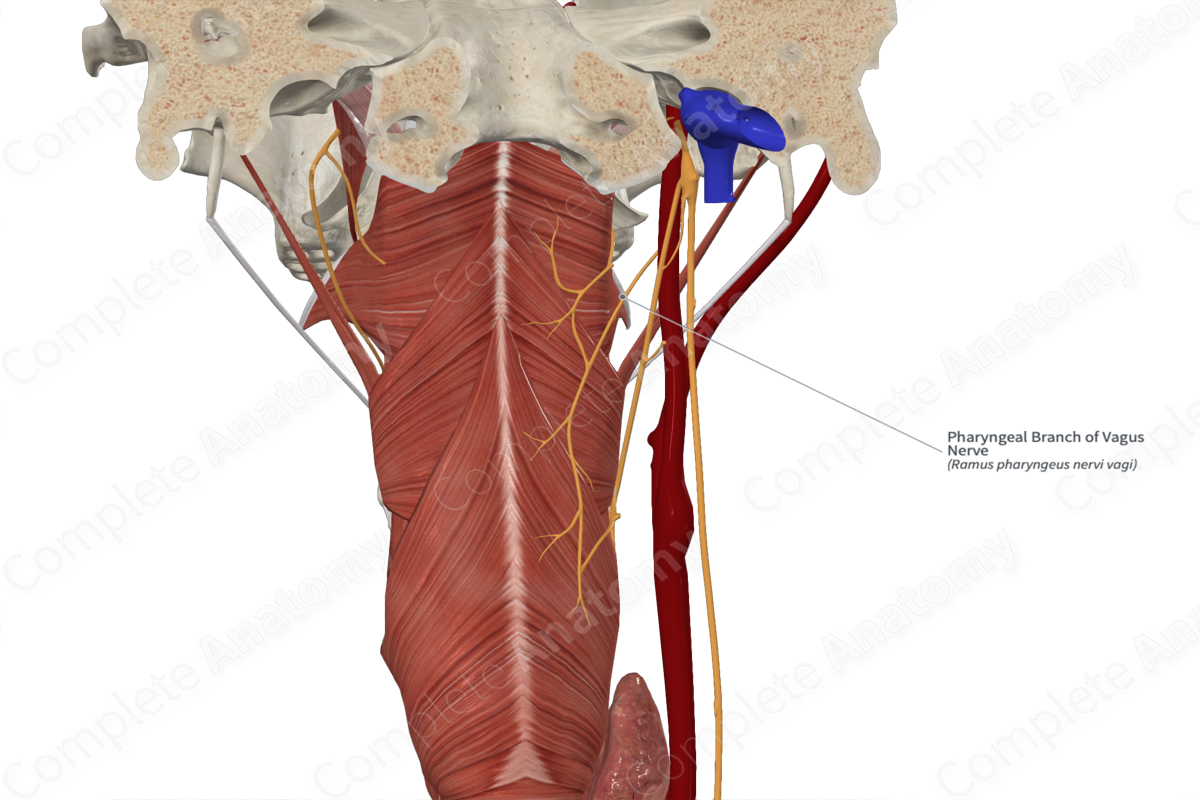 Pharyngeal Branch of Vagus Nerve 