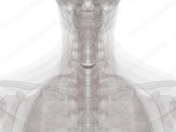 Intervertebral Disc (C6-C7)