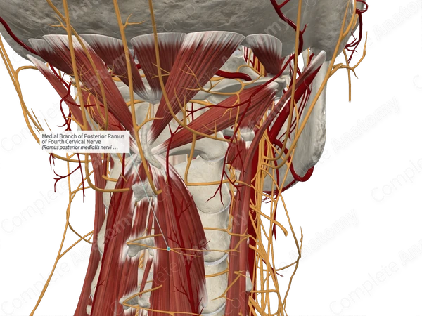 Medial Branch of Posterior Ramus of Fourth Cervical Nerve 
