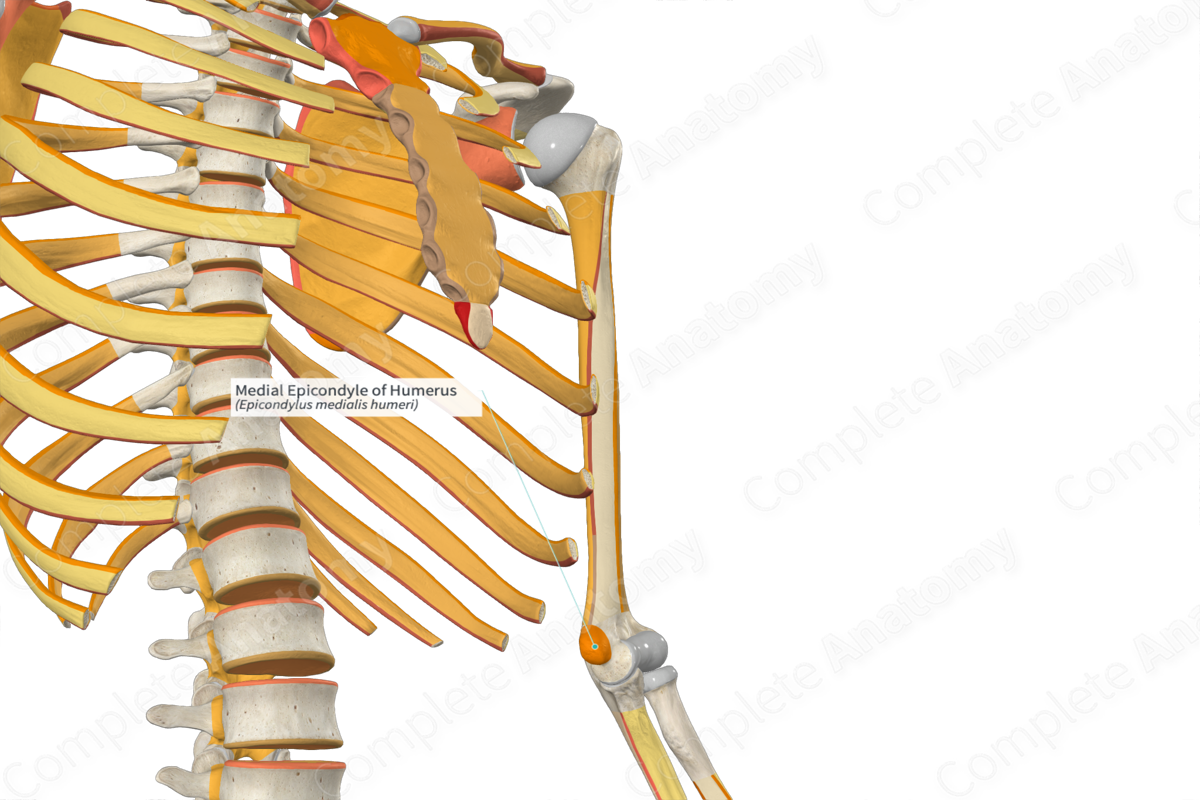 Medial Epicondyle of Humerus | Complete Anatomy