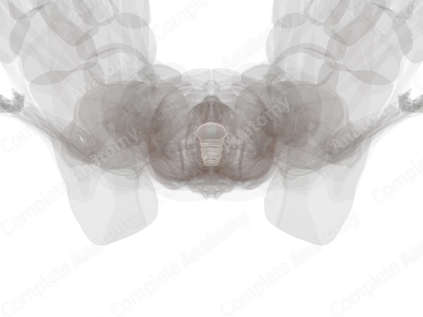 Intervertebral Symphysis