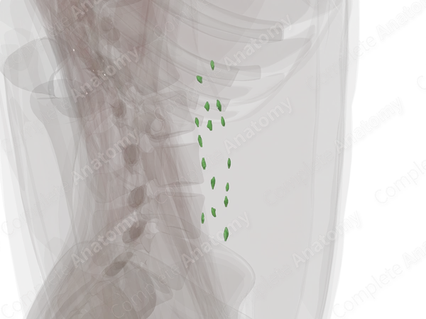 Right Lumbar Nodes