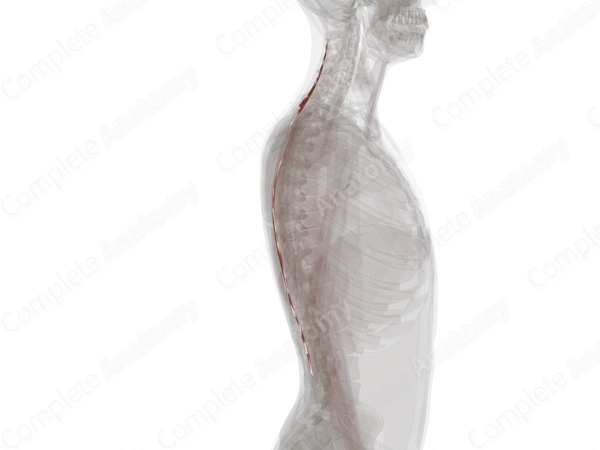 Spinalis Muscles (Left)